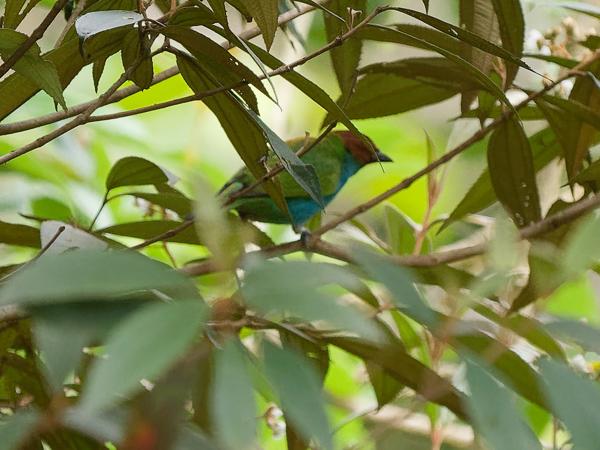 <h3><a href="/trips/costa-rica/biota/animalia/chordata/aves/040 passeriformes/127 thraupidae/tangara gyrola/tangara gyrola-nl.html">Tangara&nbsp;gyrola</a> / Bay‑headed&nbsp;tanager / Okerkaptangare</h3>OM-1 Mark II met OLYMPUS M.150-400mm F4.5, 1/2000 sec  bij F4.5, ISO 2500, afstand 22.0&nbsp;m